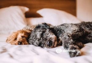 Insbesondere Tiere, die im Bett schlafen dürfen, können Überträger für Milben sein.