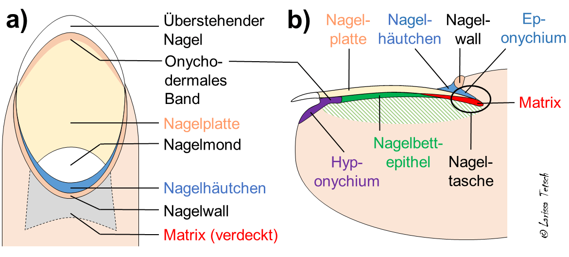 Gesunde Nägel sind keine Selbstverständlichkeit | derma.plus