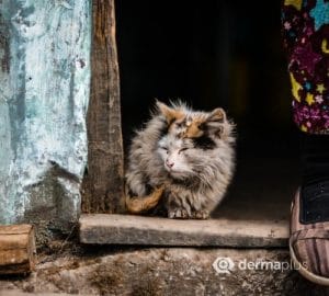raeudige_katze