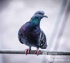 Verlassene Taubennester sind häufig "Heimat" der Roten Vogelmilbe