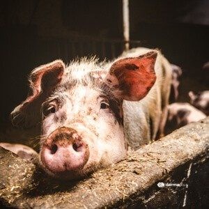 Erysipelothrix rhusiopathiae schweinerotlauf