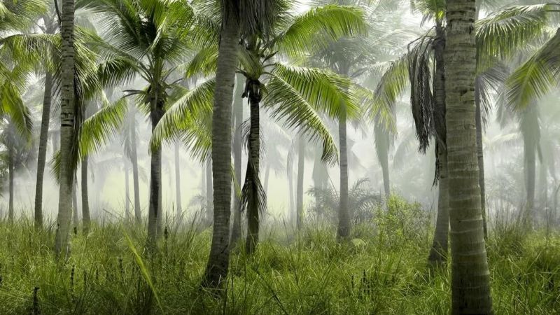 Palmen Palmöl