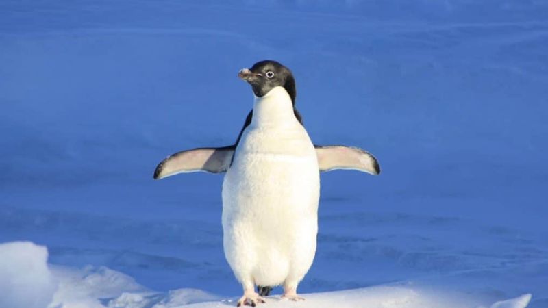 Warum Pinguine keine kalten Füße bekommen erfrierung frostbeule
