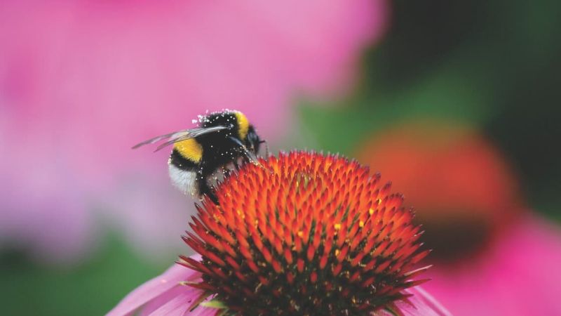 Honig – Wundermittel bei der Wundheilung?