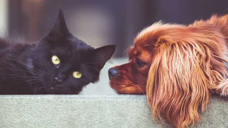 Hund/Katze/Maus Teil 3: Wenn der Liebling zur Infektionsquelle wird